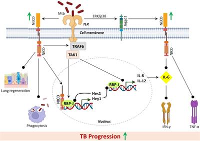 Notch signaling: A potential target for the development of host-directed therapies against tuberculosis